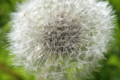 Meadow in summer