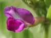 common vetch 