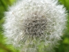 dandelion clock