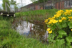 Pond in summer