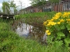 Pond in May