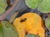 Snail on leaf