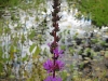 Purple loosestrife