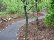 The finished path through the woodland