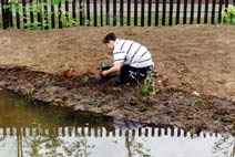 Planting the marsh area