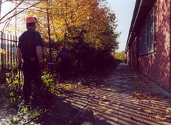 Felling the trees